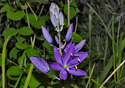 Camassia quamash